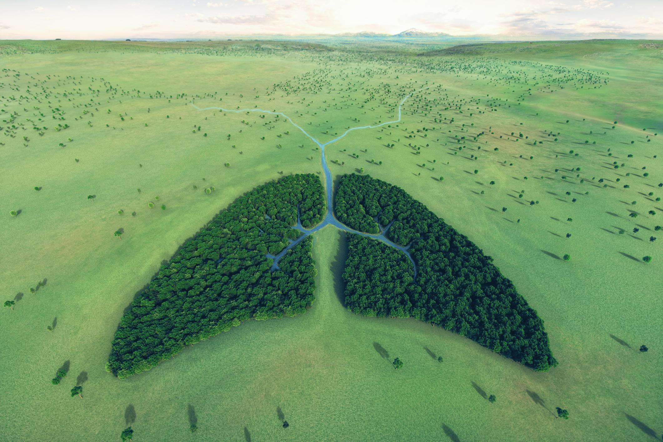 Aerial view of forest and river in shape of human lungs.